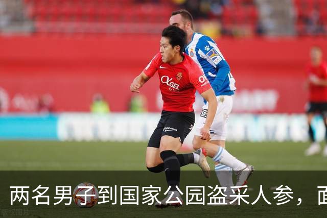 两名男子到国家公园盗采人参，面临6个月监禁